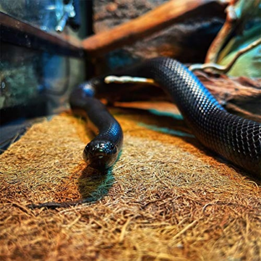 Reptile Carpet Mat 19.7x11.8in - Substrate Coconut Fiber recension och pris