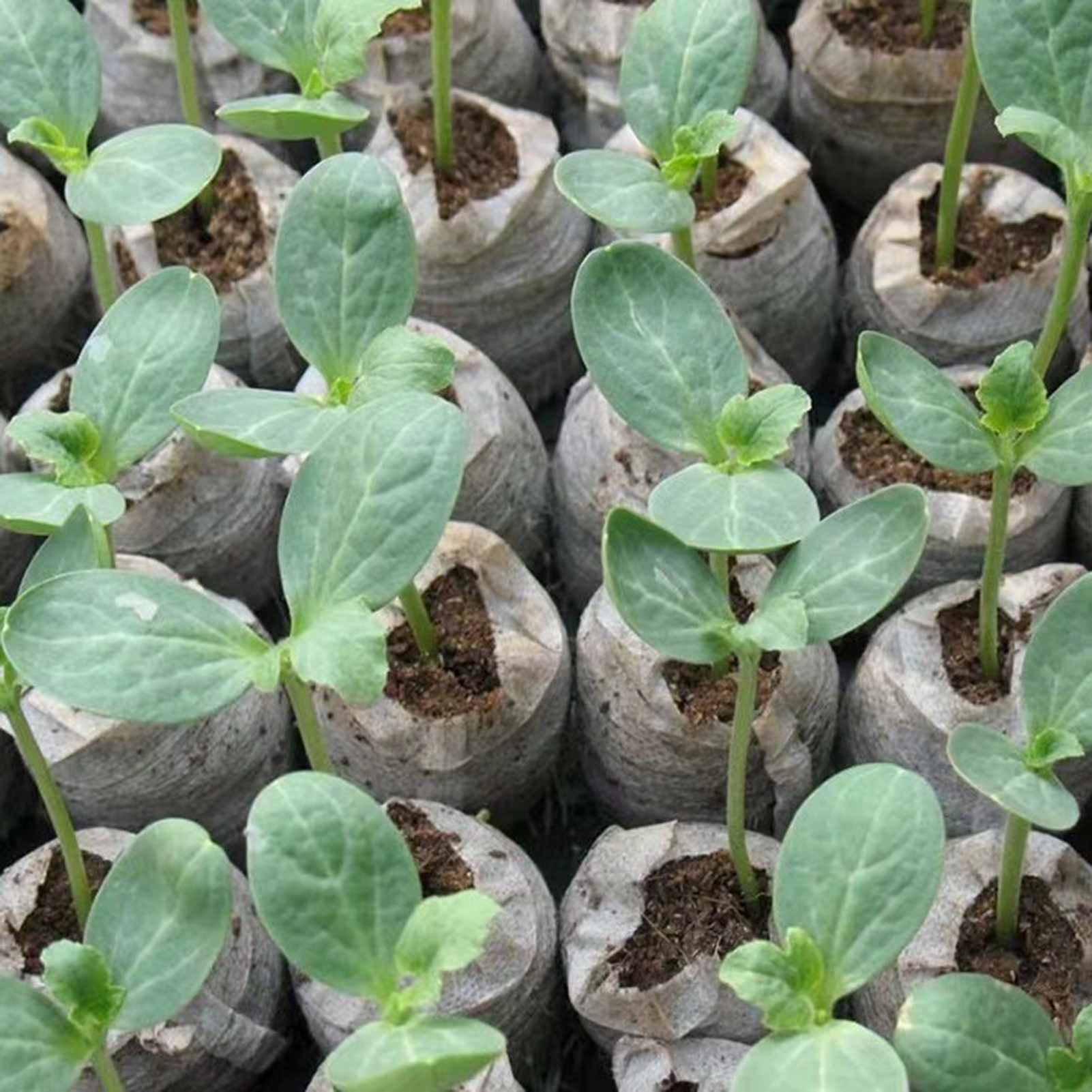 10/20/50pcs Plant Growth Bags  - Substrate Coconut Fiber recension och pris